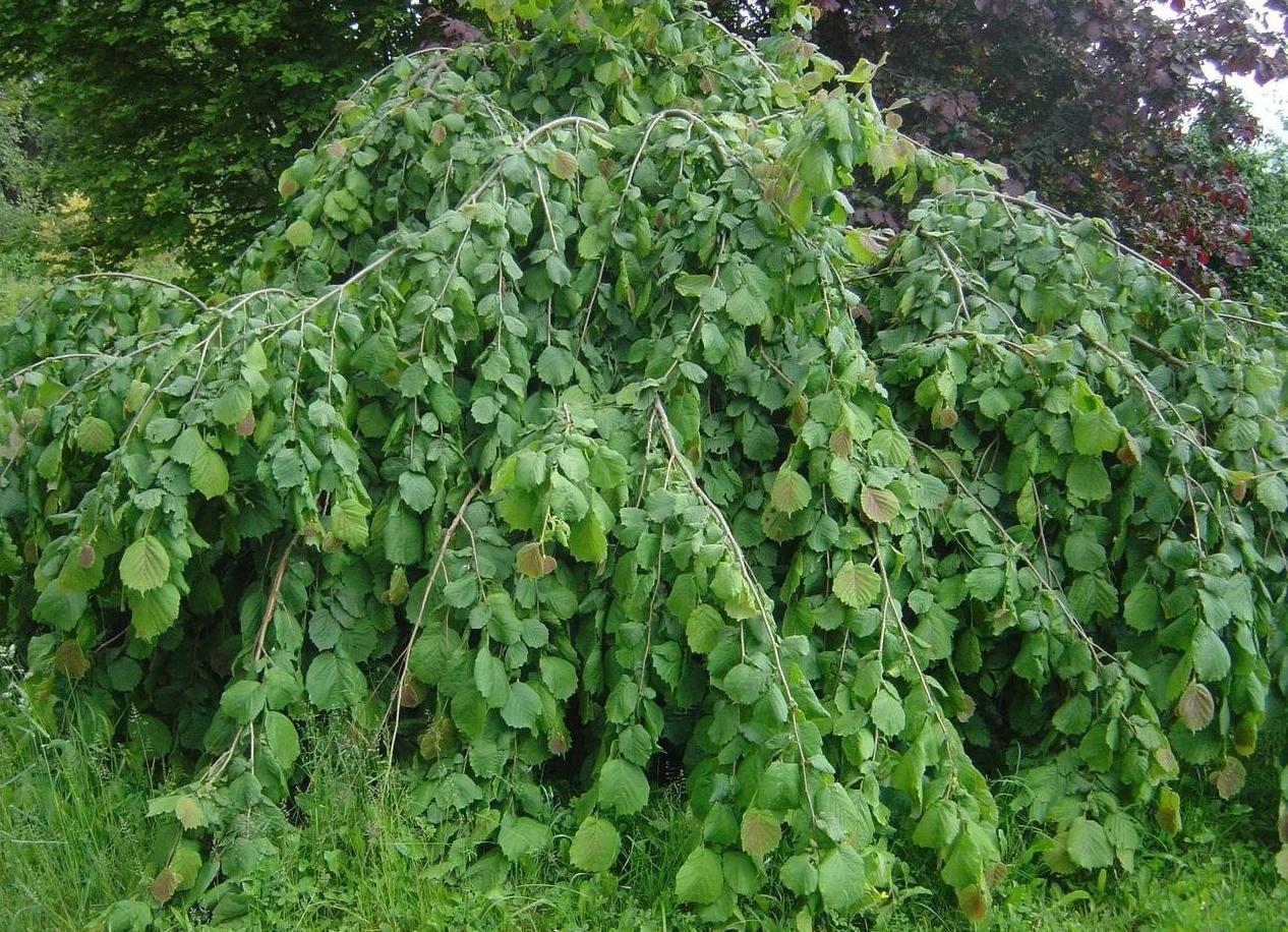 Превью изображения