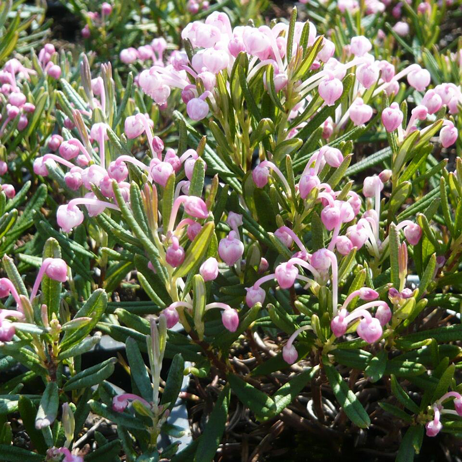 Превью изображения