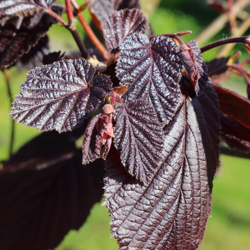 Превью изображения