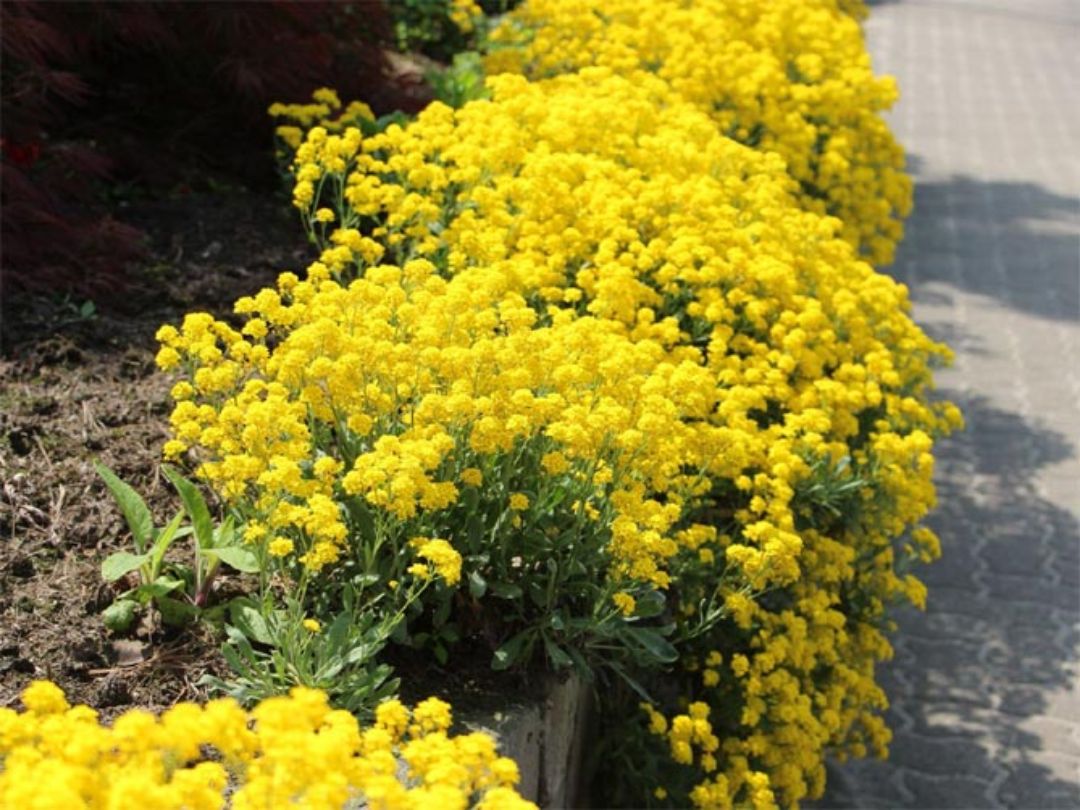 Превью изображения