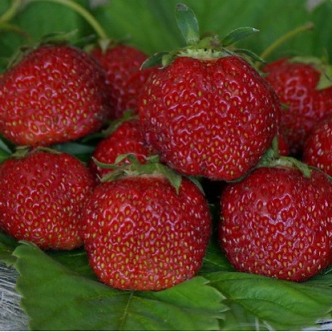 Превью изображения