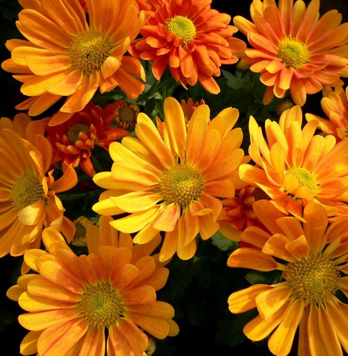 Превью изображения