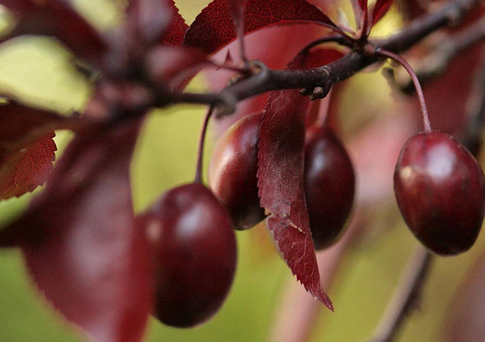 Превью изображения