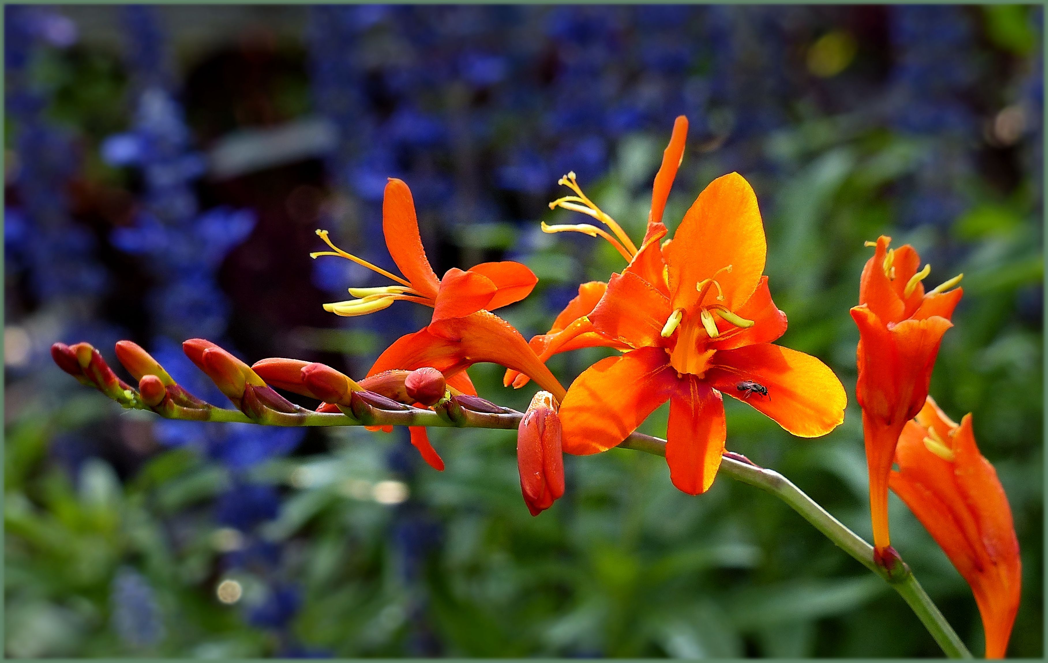 Превью изображения