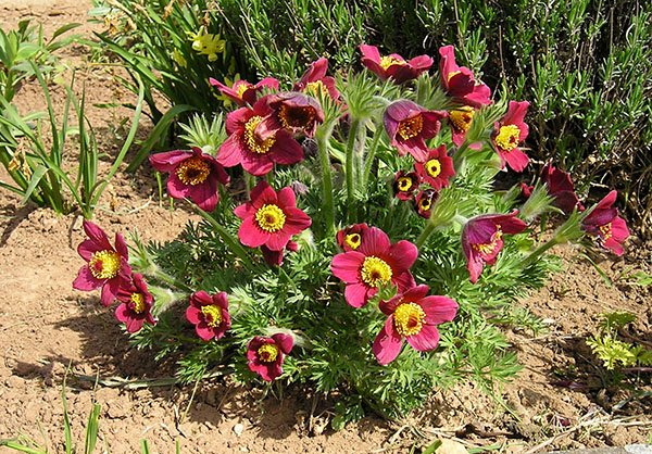 Превью изображения