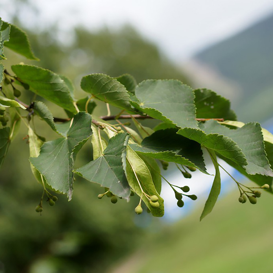 Превью изображения