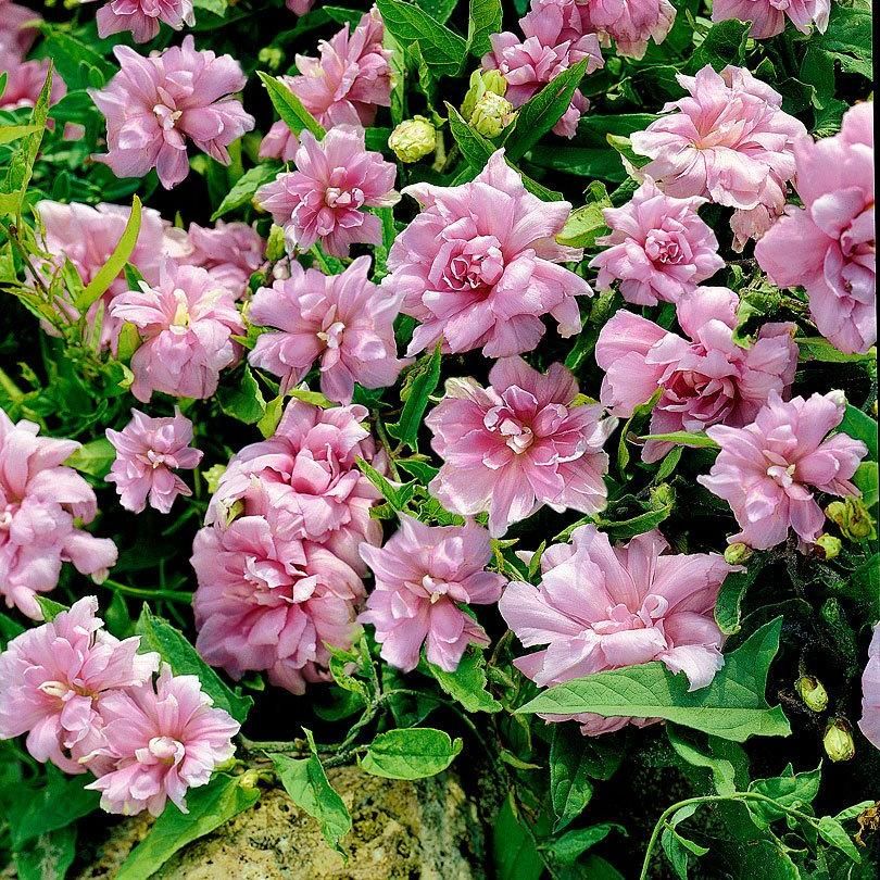 Превью изображения