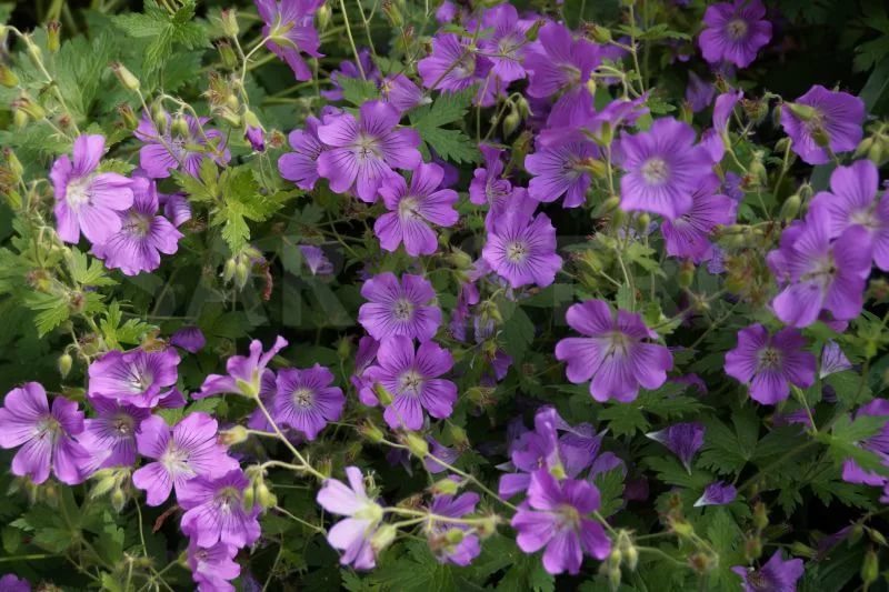 Превью изображения