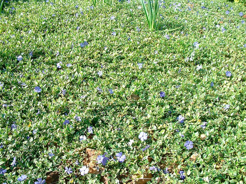 Превью изображения