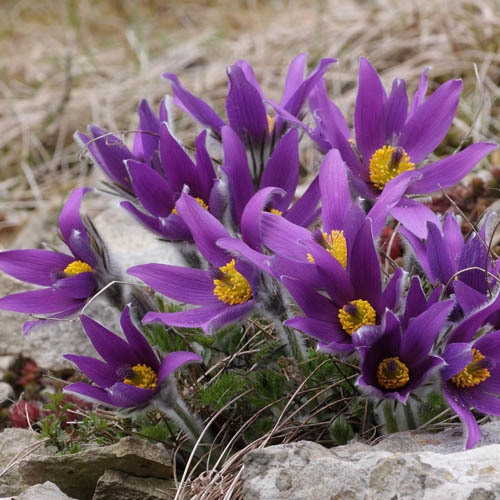 Превью изображения