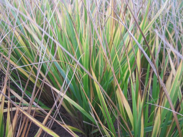 Превью изображения