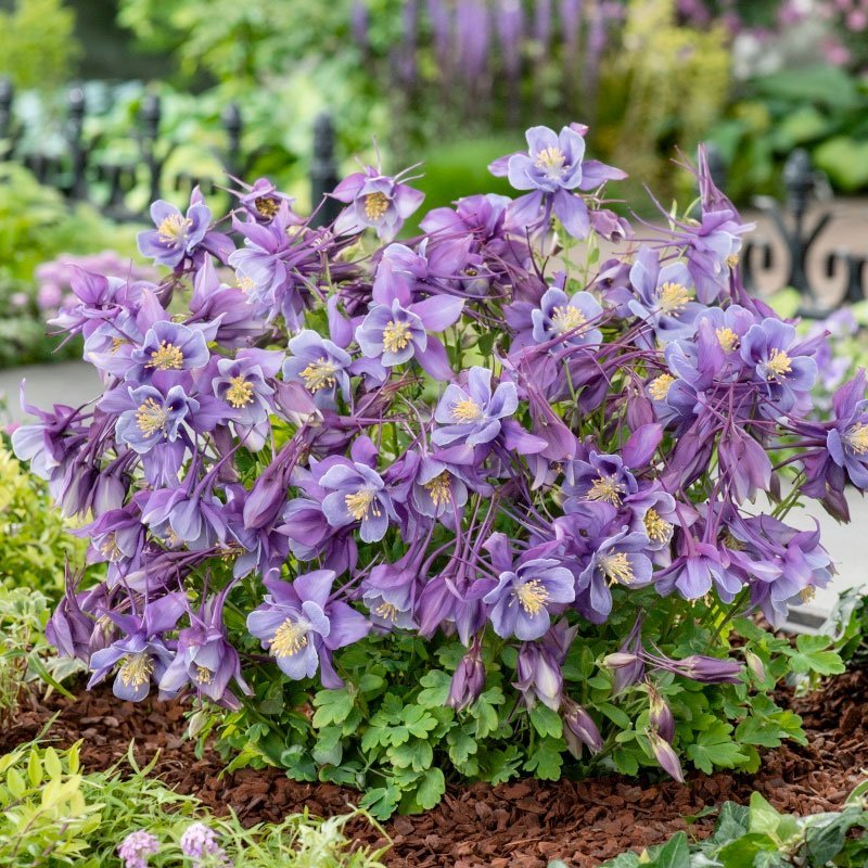 Превью изображения