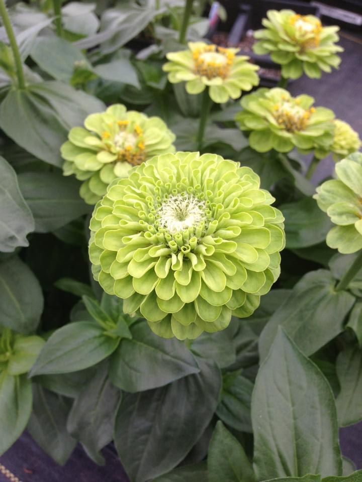 Превью изображения