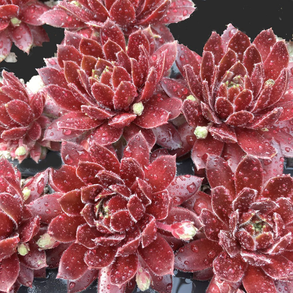 Превью изображения