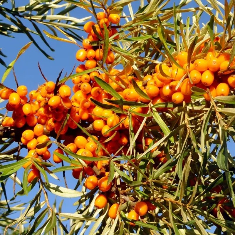 Превью изображения