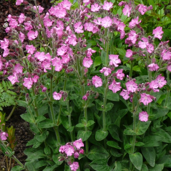 Превью изображения