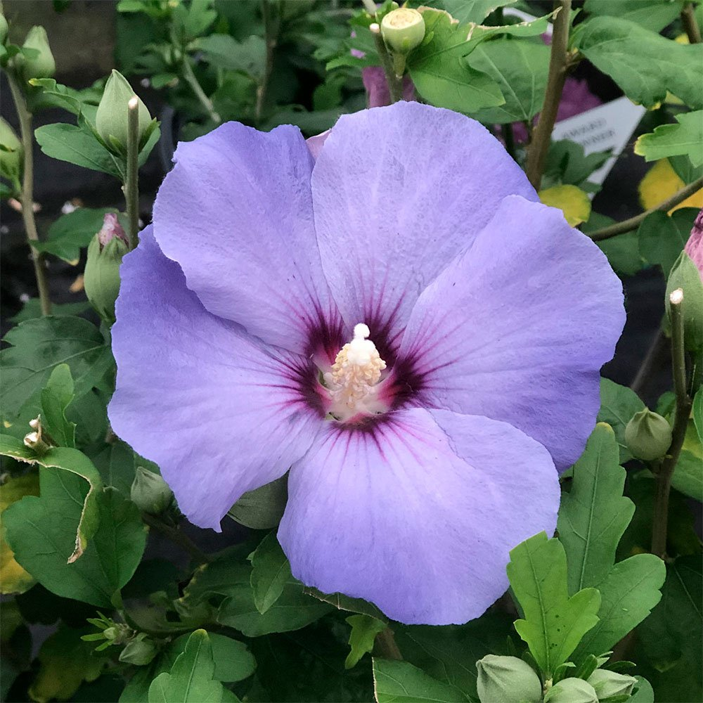 Превью изображения