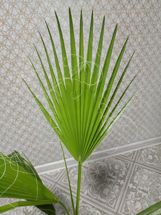 Превью изображения