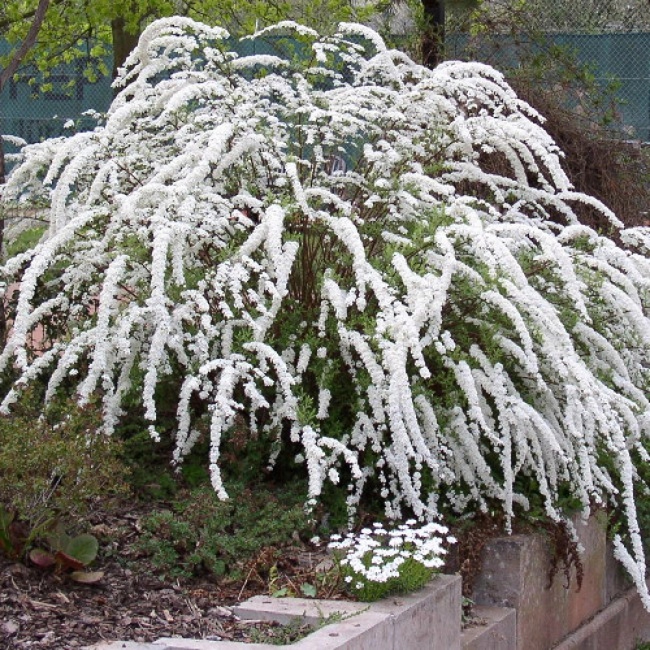 Превью изображения
