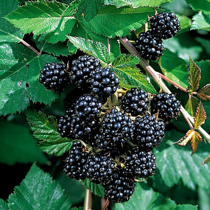 Превью изображения