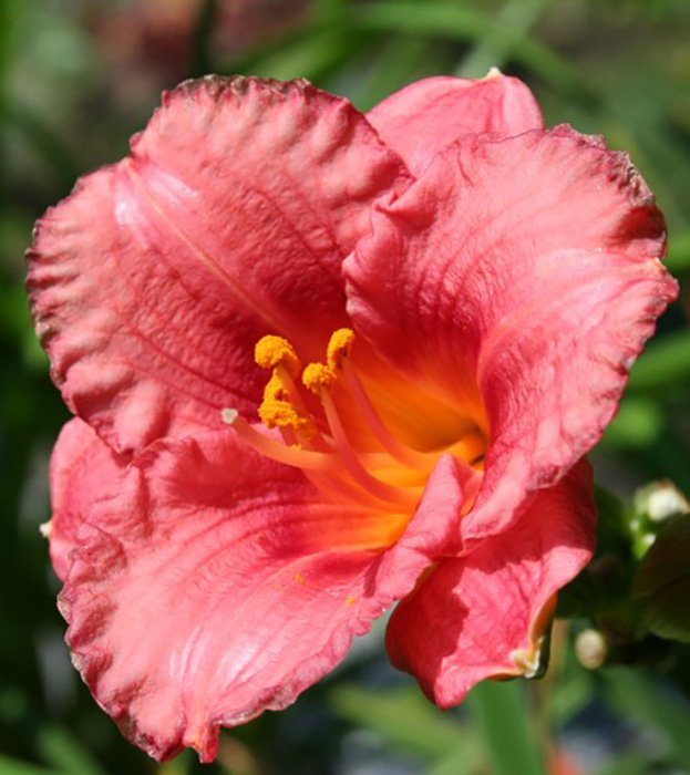 Превью изображения