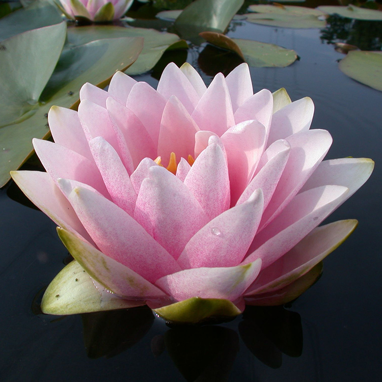 Превью изображения