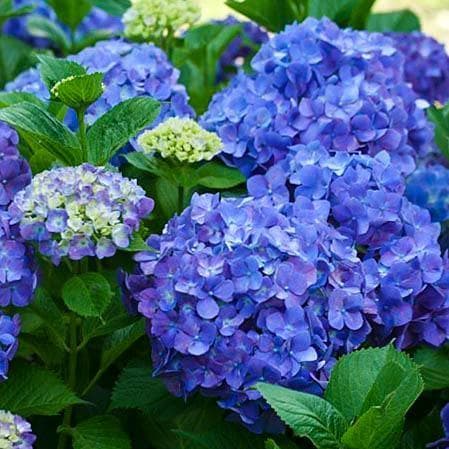 Превью изображения