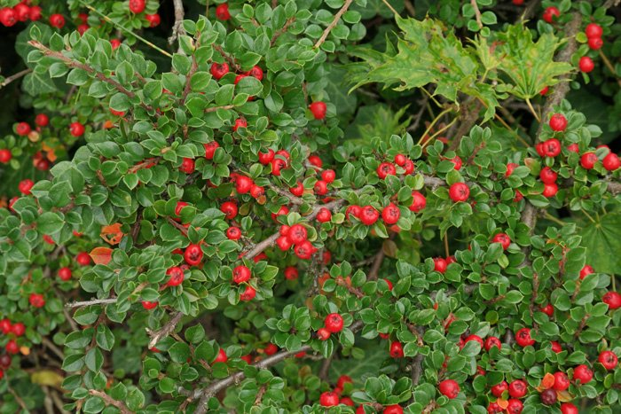 Превью изображения