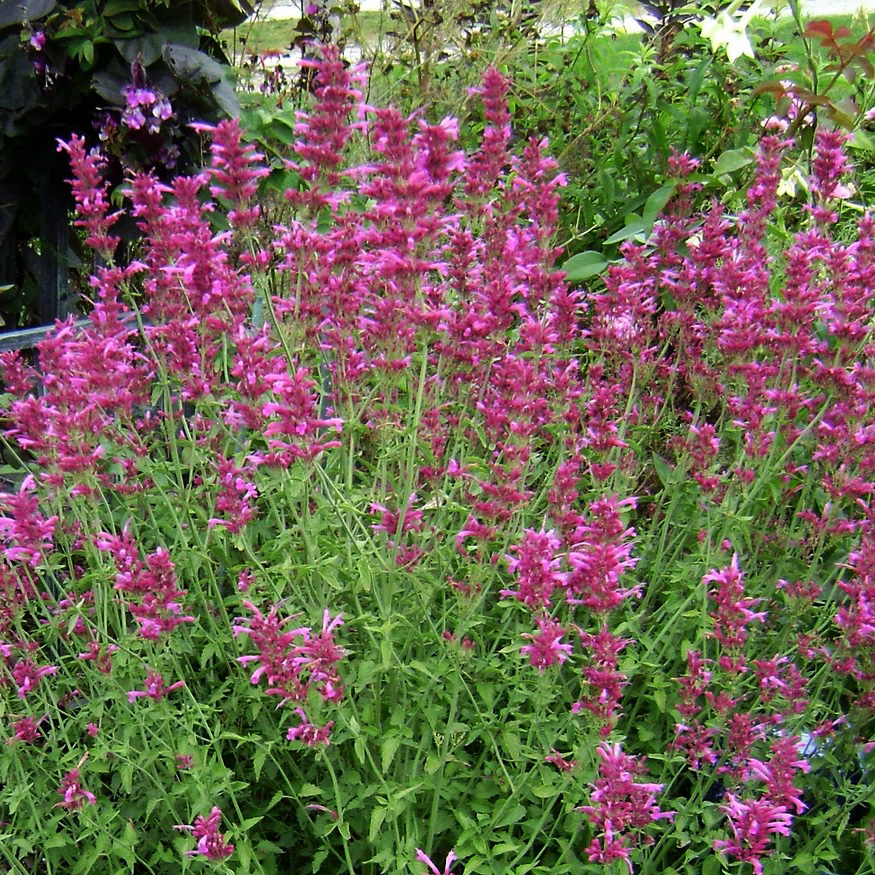 Превью изображения