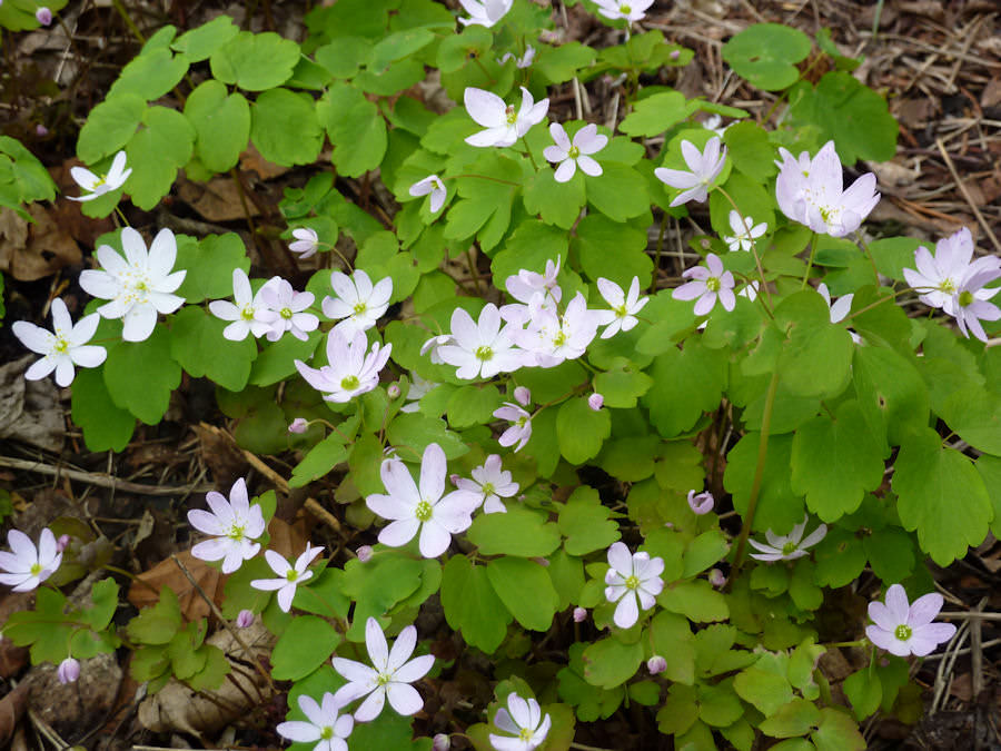 Превью изображения