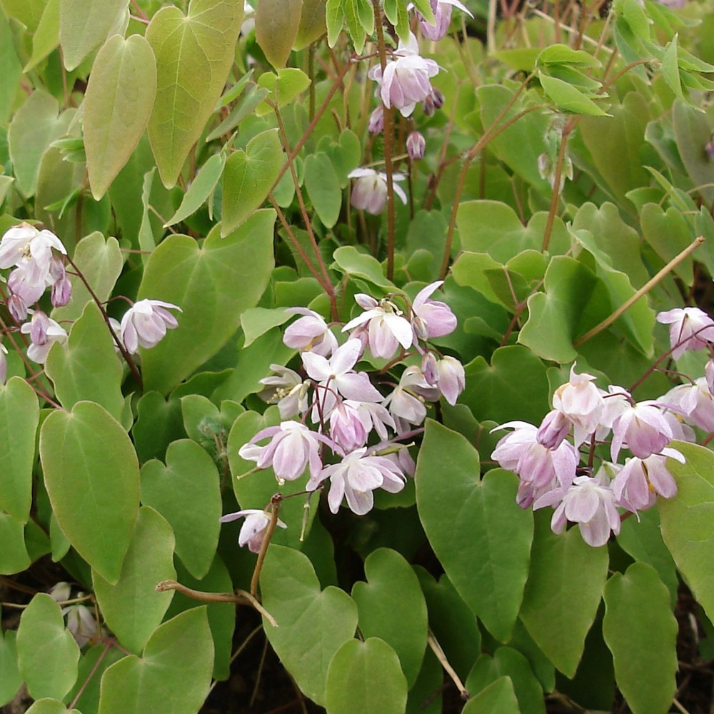 Превью изображения