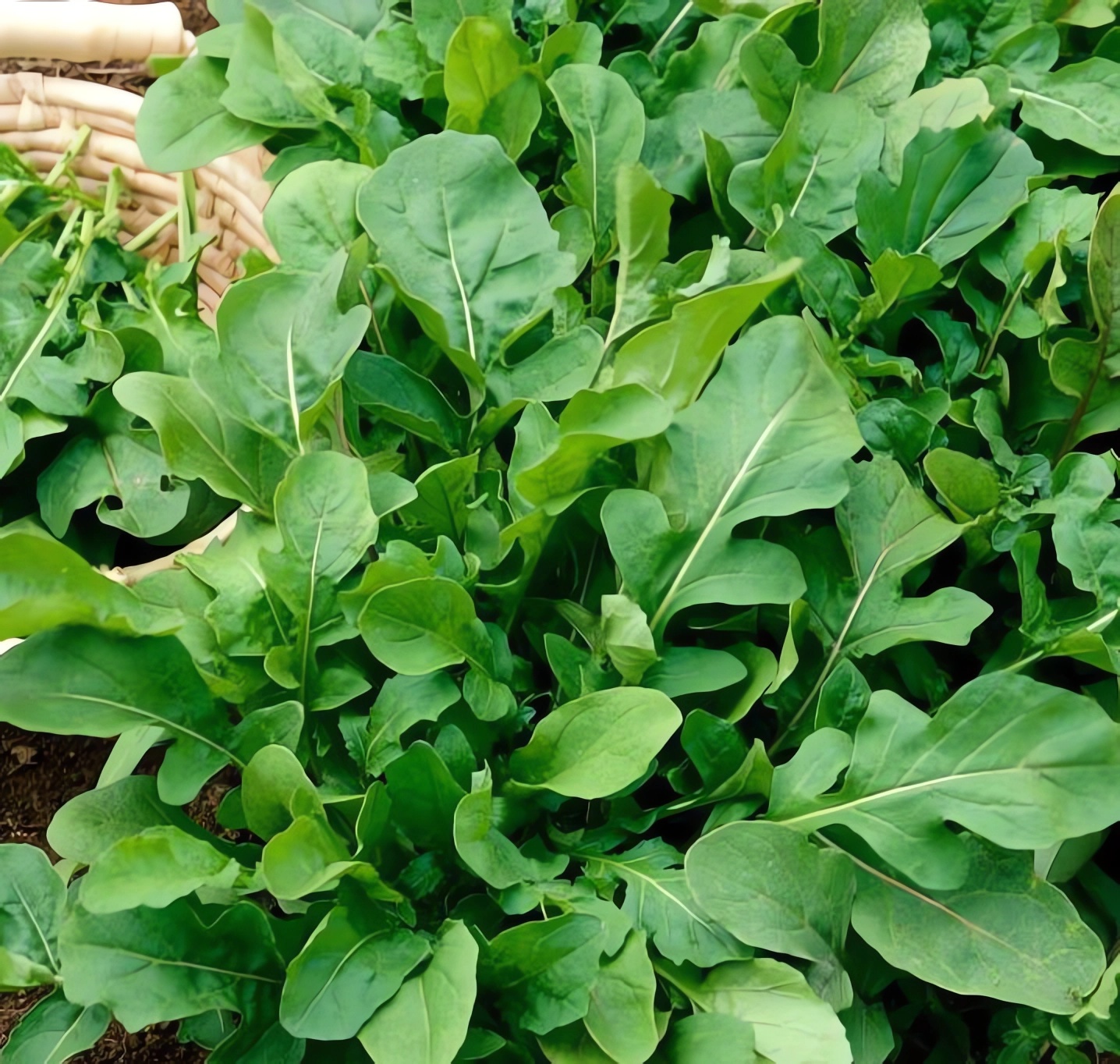 Превью изображения