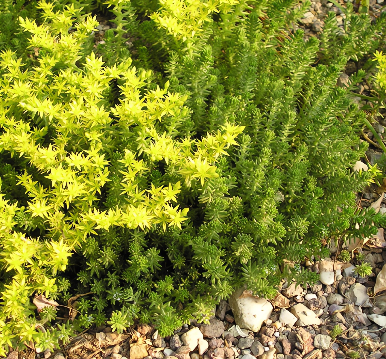 Превью изображения