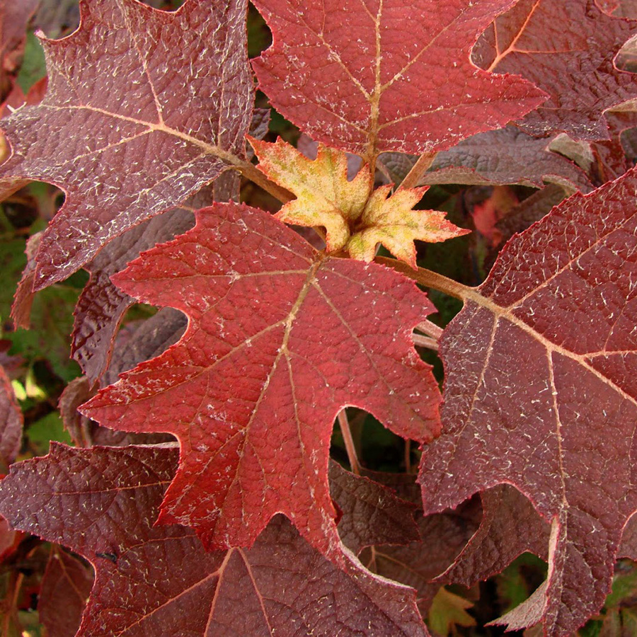 Превью изображения