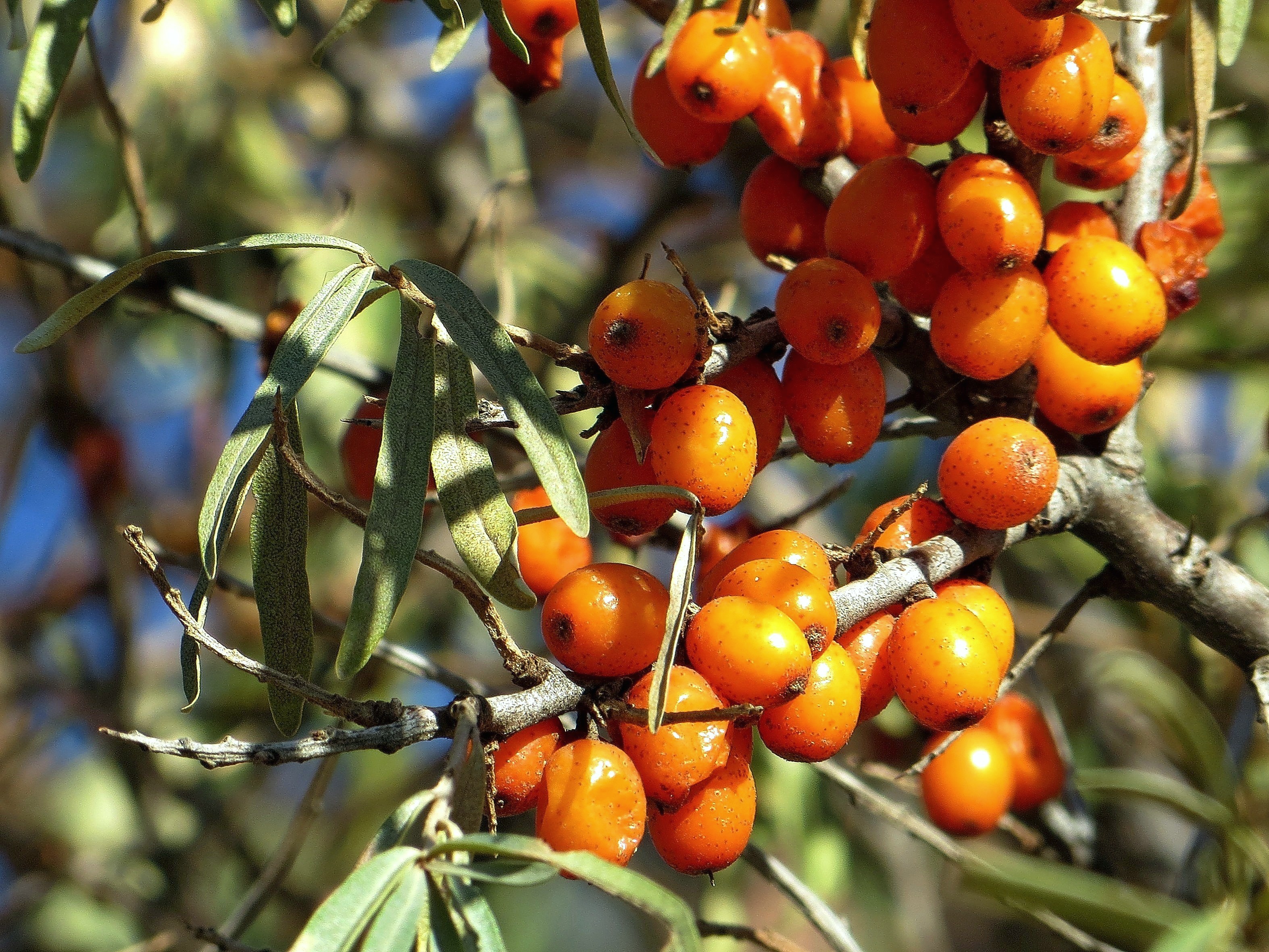 Превью изображения