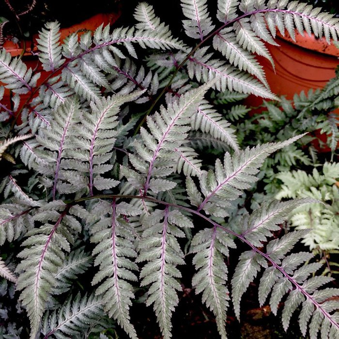 Превью изображения