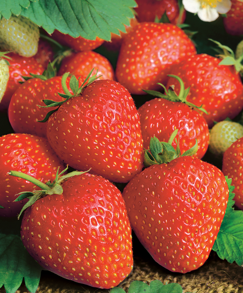 Превью изображения