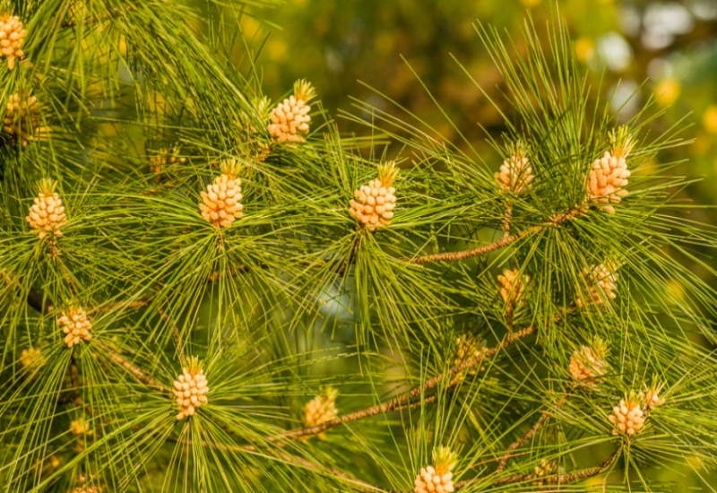 Превью изображения