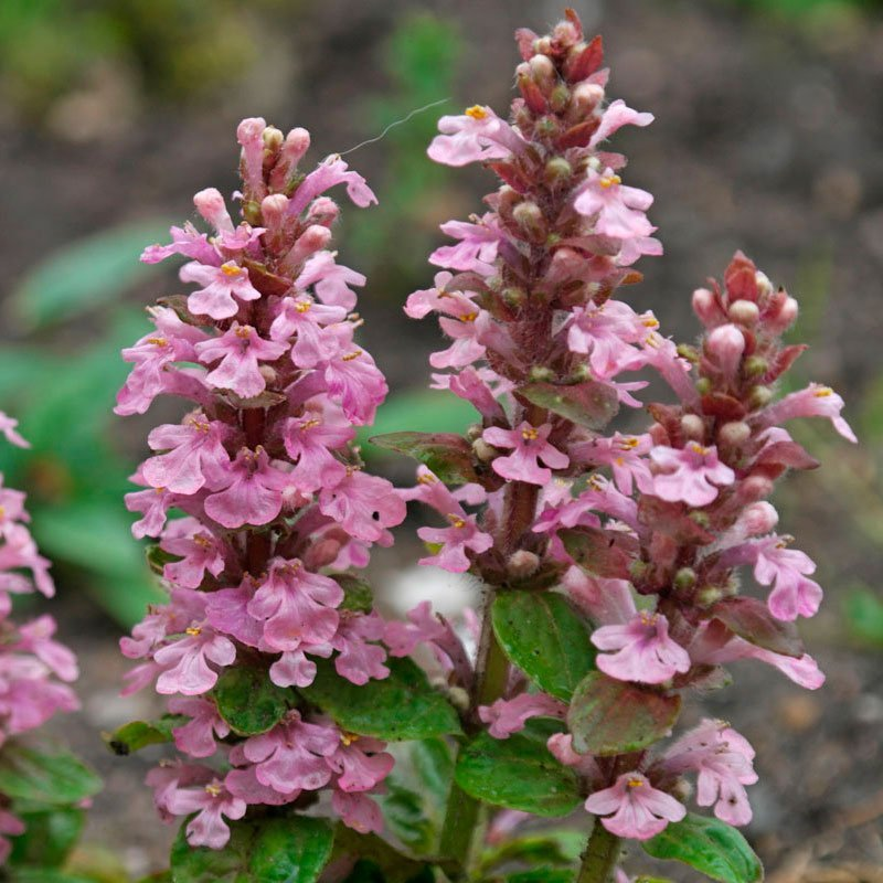 Превью изображения