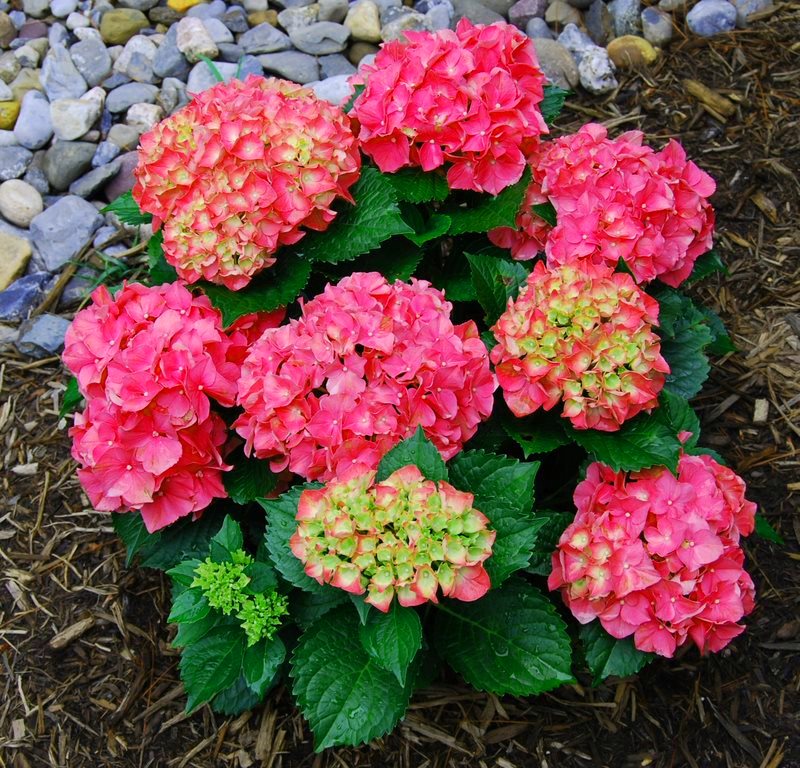 Превью изображения