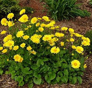 Превью изображения