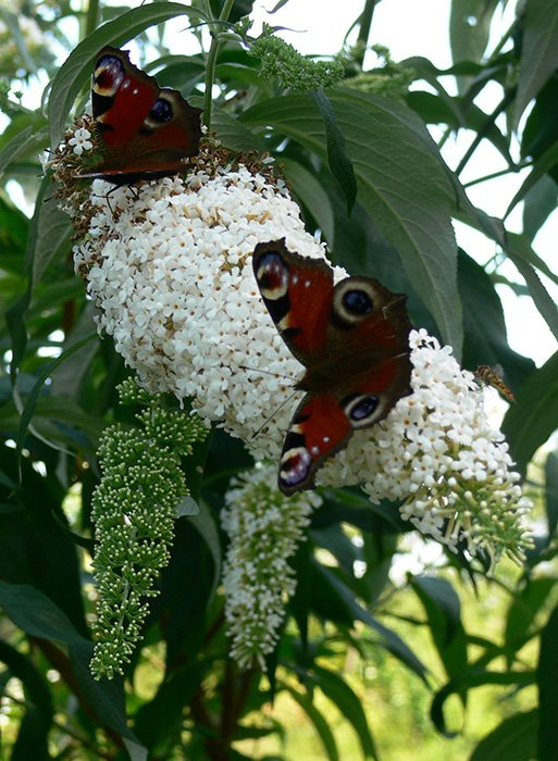 Превью изображения