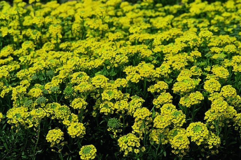 Превью изображения