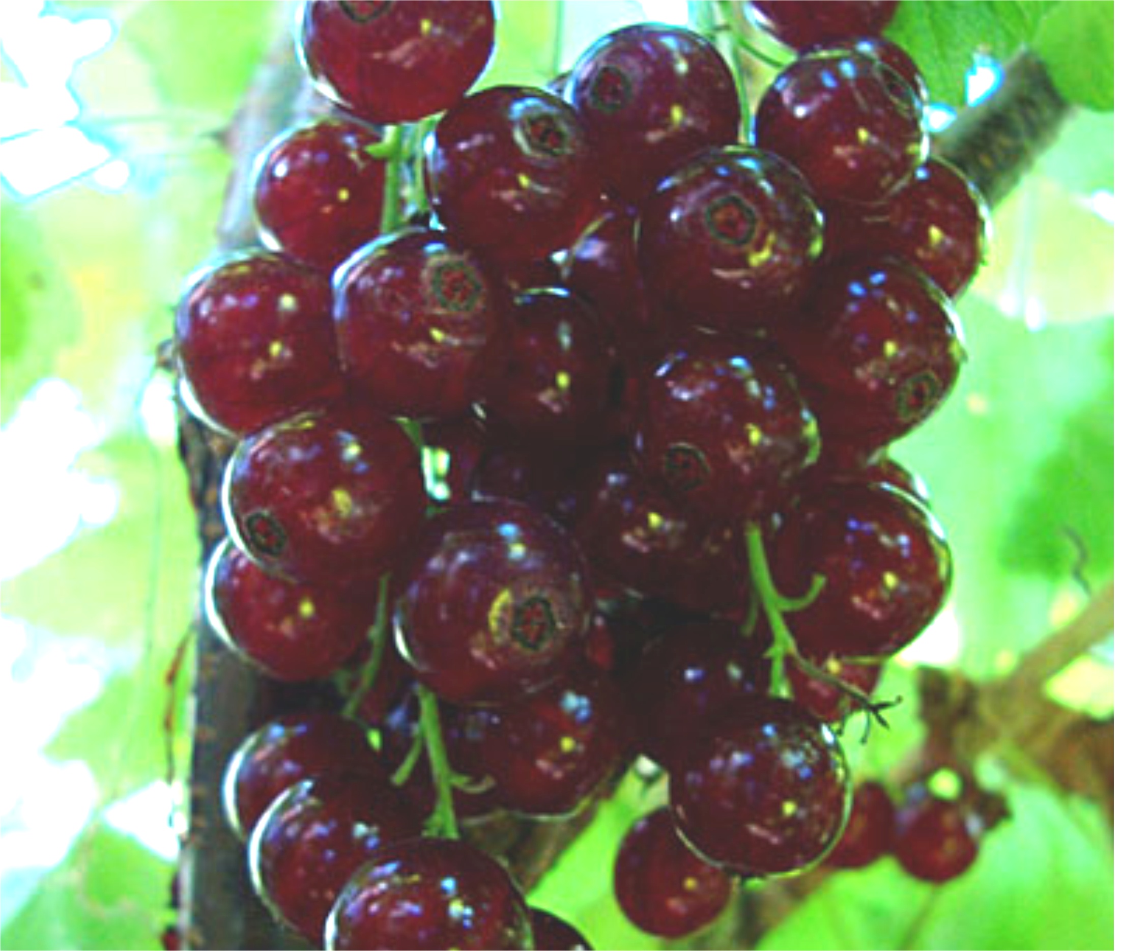 Превью изображения