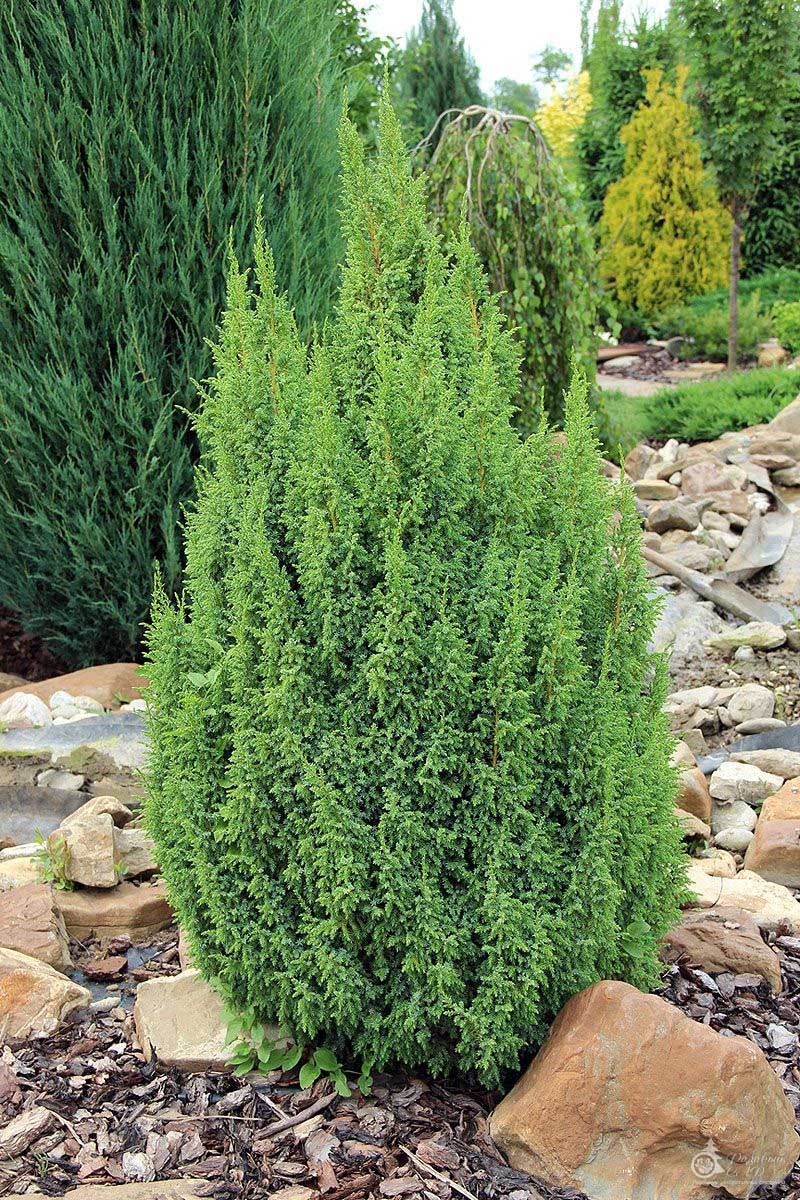 Превью изображения