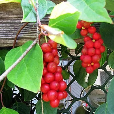 Превью изображения