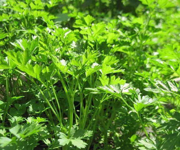 Превью изображения