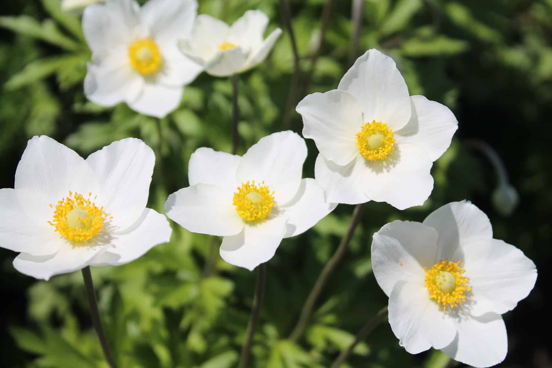 Превью изображения