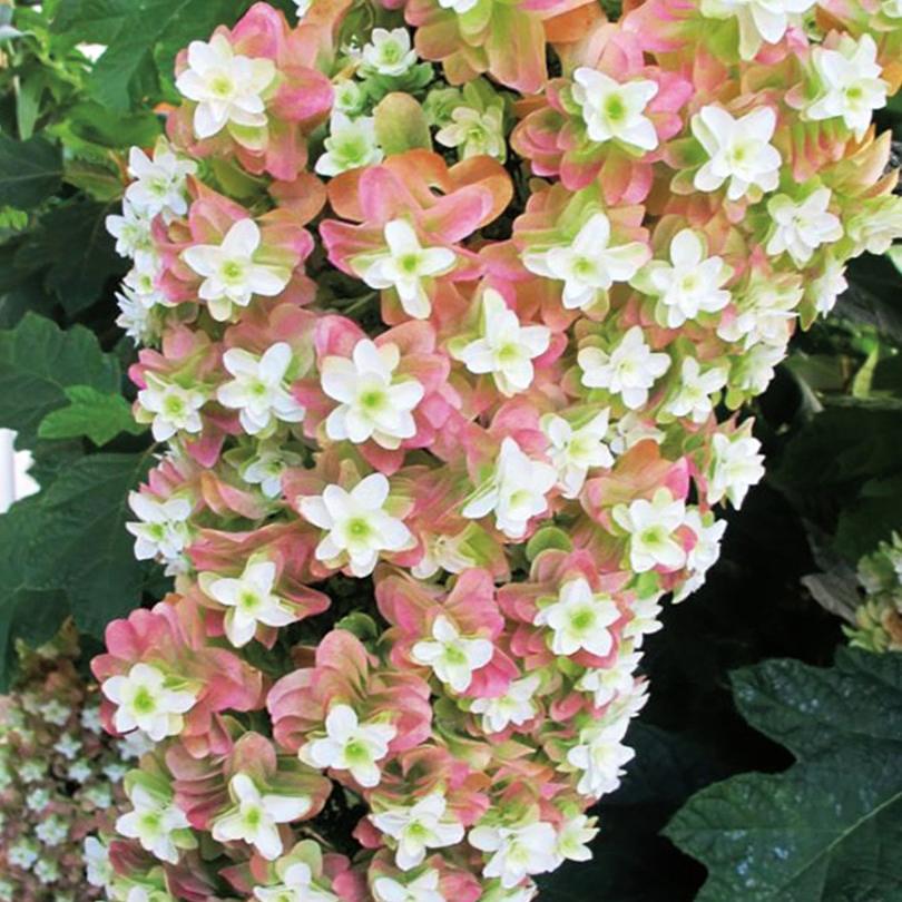 Превью изображения