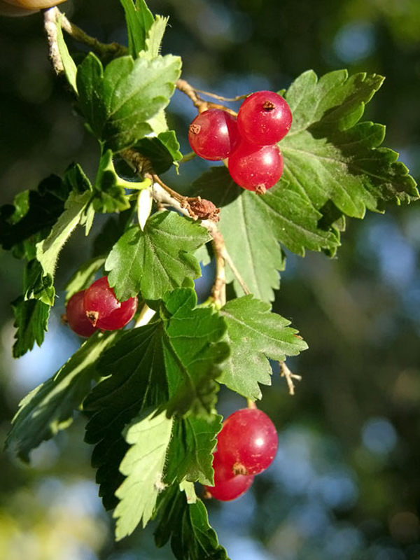 Превью изображения